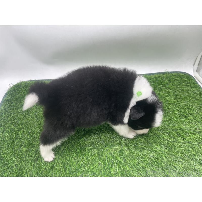 販売中の愛知県のボーダーコリー-434385の3枚目