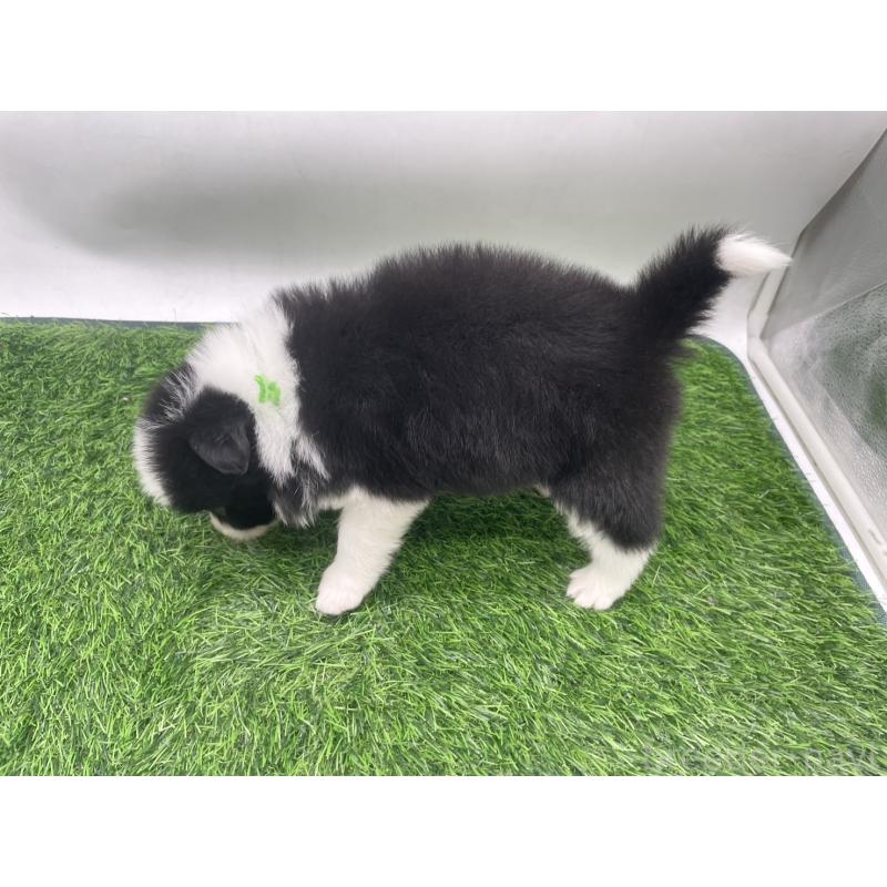 販売中の愛知県のボーダーコリー-434385の2枚目