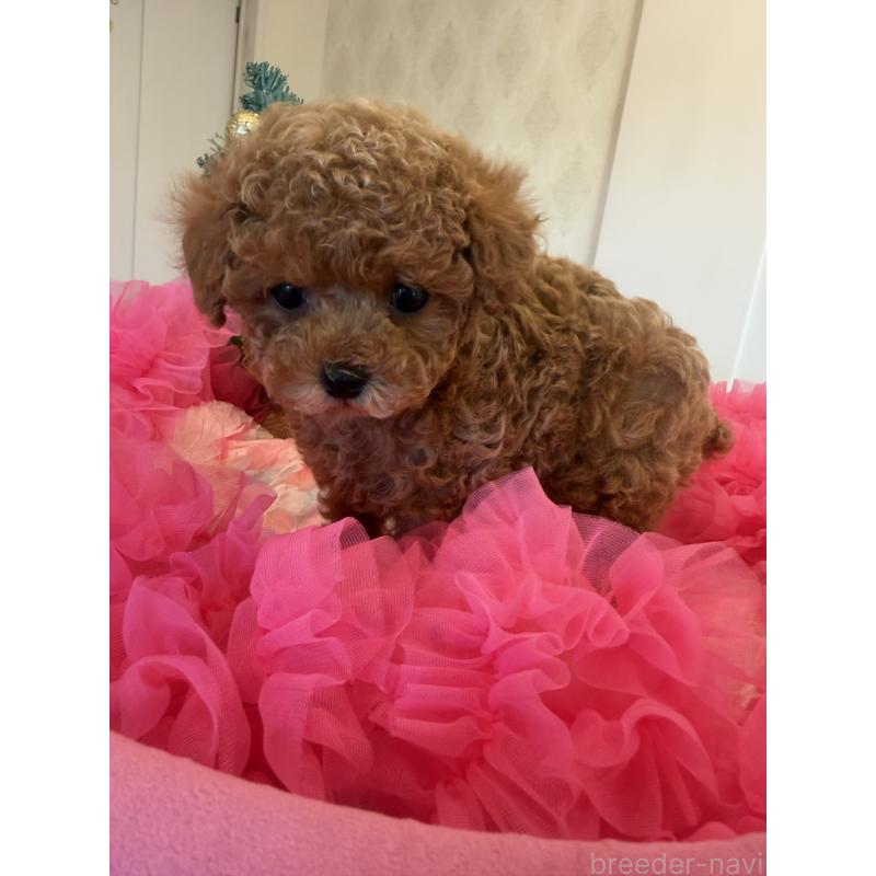 成約済の群馬県のタイニープードル-433500の3枚目