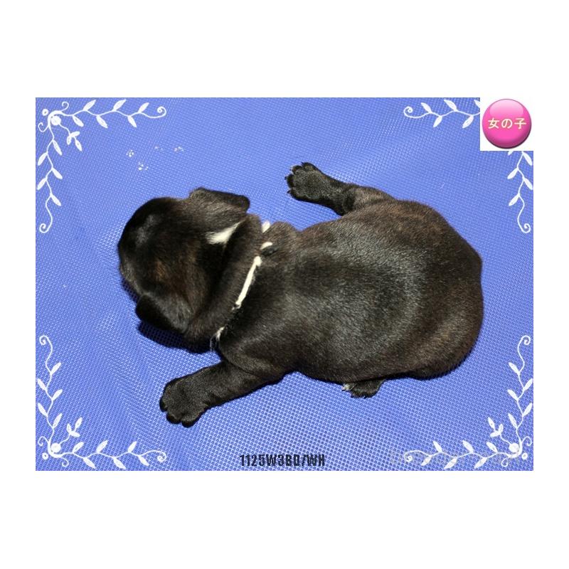 販売中の神奈川県のフレンチブルドッグ-434388の2枚目