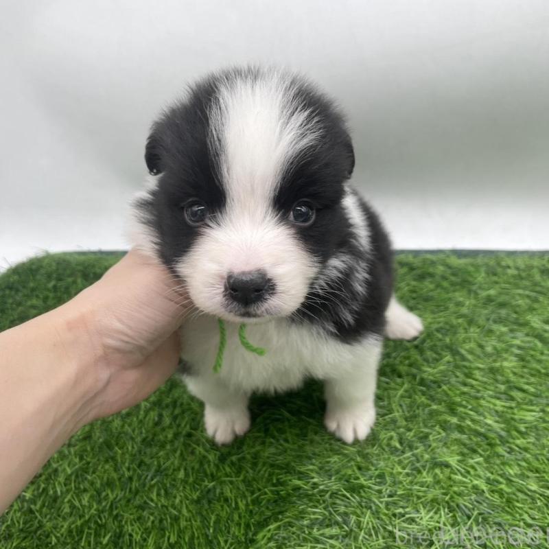 販売中の愛知県のボーダーコリー-434385