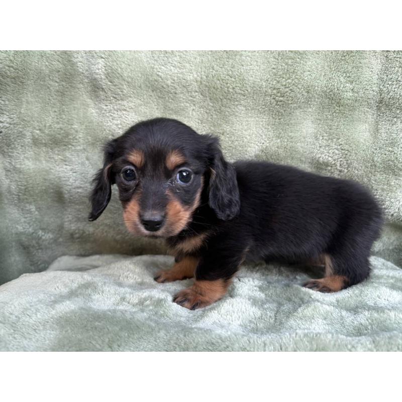 販売中の東京都のミニチュアダックスフンド(ロングヘアード)-434389の5枚目