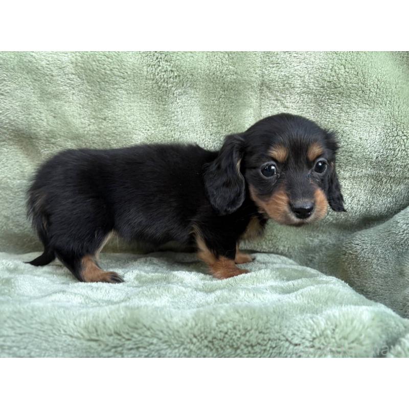 販売中の東京都のミニチュアダックスフンド(ロングヘアード)-434389の4枚目