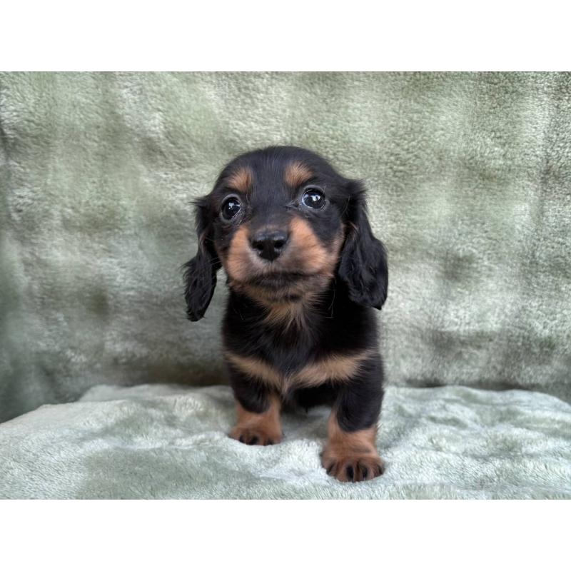 販売中の東京都のミニチュアダックスフンド(ロングヘアード)-434389の3枚目