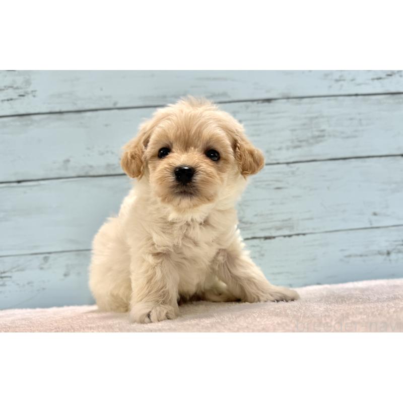 販売中の千葉県のマルプー:マルチーズ×トイプードル-432338の28枚目