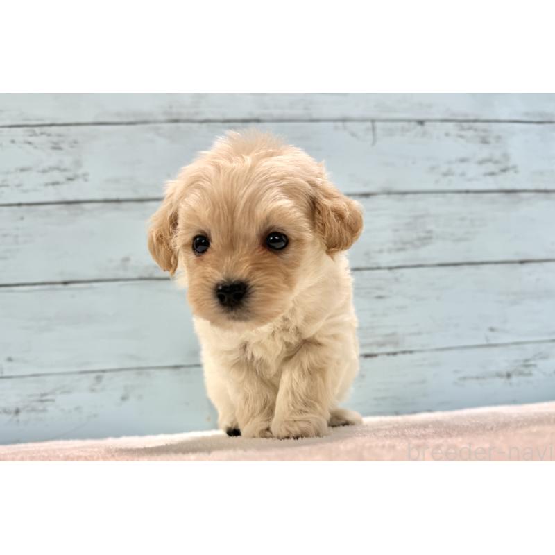 販売中の千葉県のマルプー:マルチーズ×トイプードル-432338の27枚目