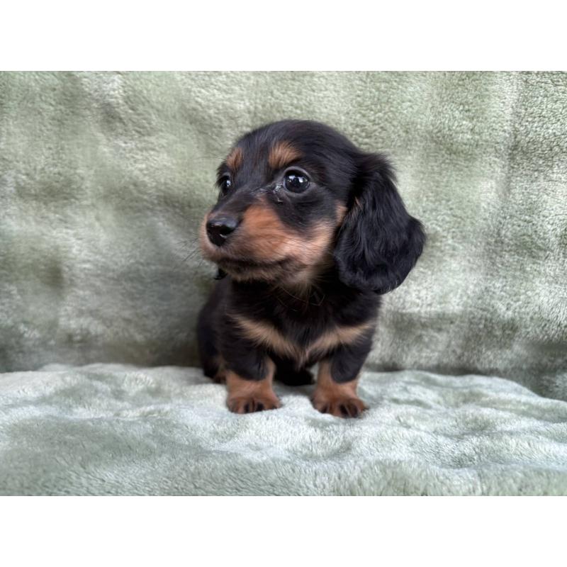 販売中の東京都のミニチュアダックスフンド(ロングヘアード)-434389の2枚目