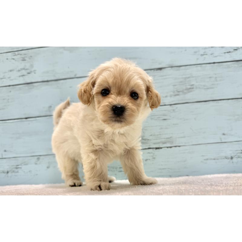 販売中の千葉県のマルプー:マルチーズ×トイプードル-432338の26枚目