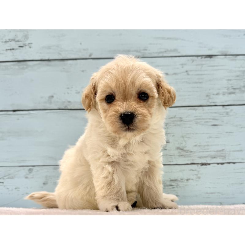 販売中の千葉県のマルプー:マルチーズ×トイプードル-432338の25枚目