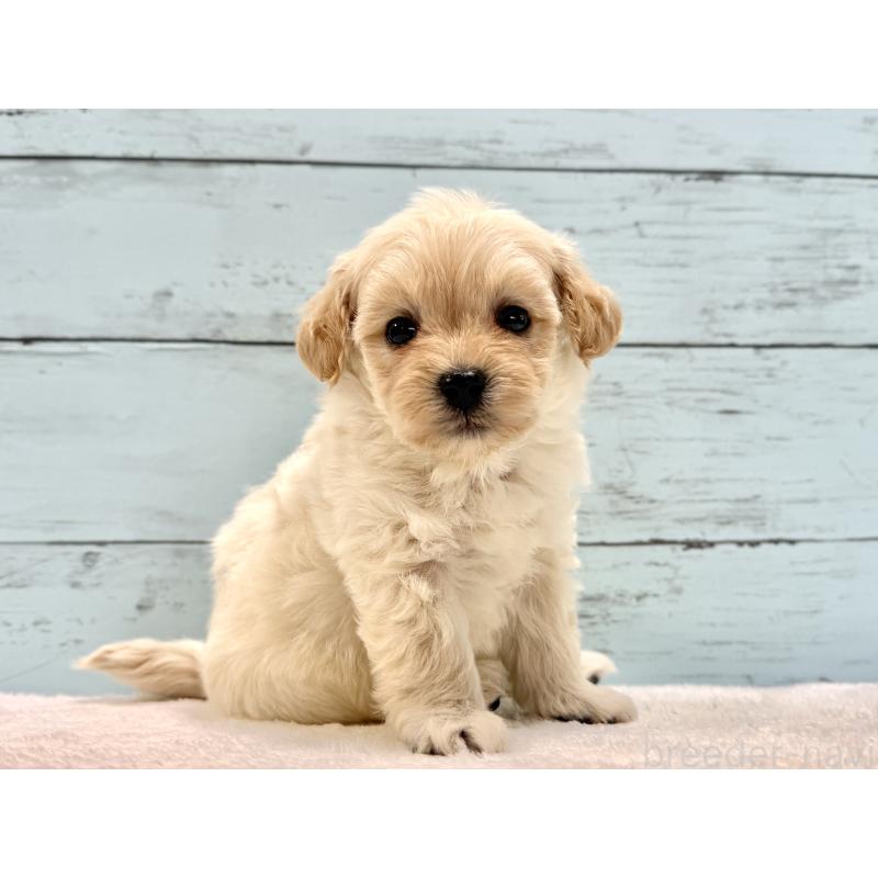 販売中の千葉県のマルプー:マルチーズ×トイプードル-432338の24枚目