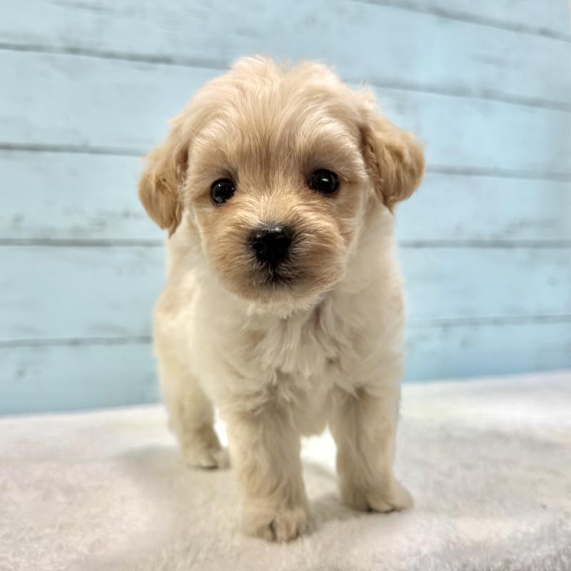 販売中の千葉県のマルプー:マルチーズ×トイプードル-432338の23枚目