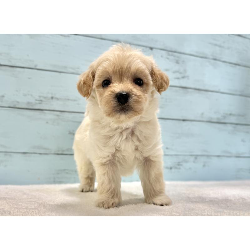 販売中の千葉県のマルプー:マルチーズ×トイプードル-432338の22枚目