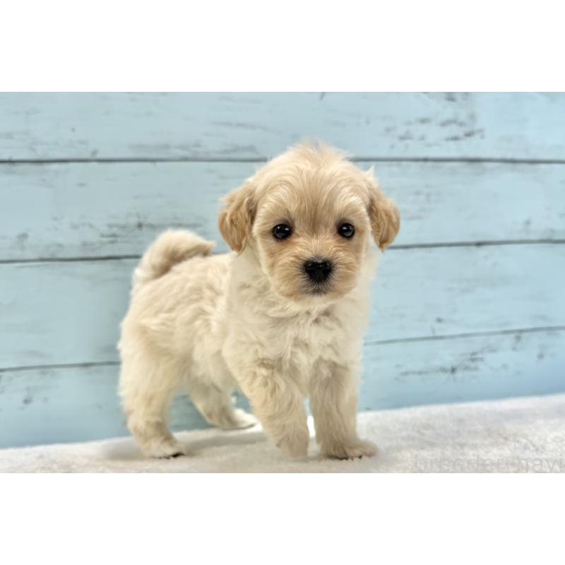 販売中の千葉県のマルプー:マルチーズ×トイプードル-432338の21枚目