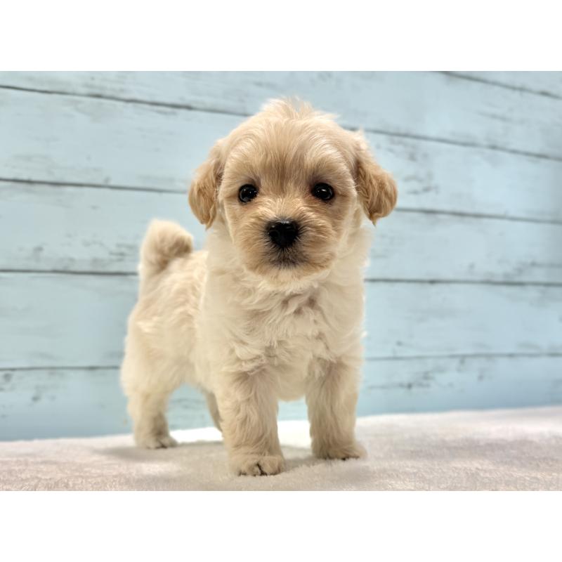 販売中の千葉県のマルプー:マルチーズ×トイプードル-432338の20枚目