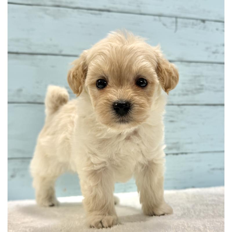 販売中の千葉県のマルプー:マルチーズ×トイプードル-432338の19枚目