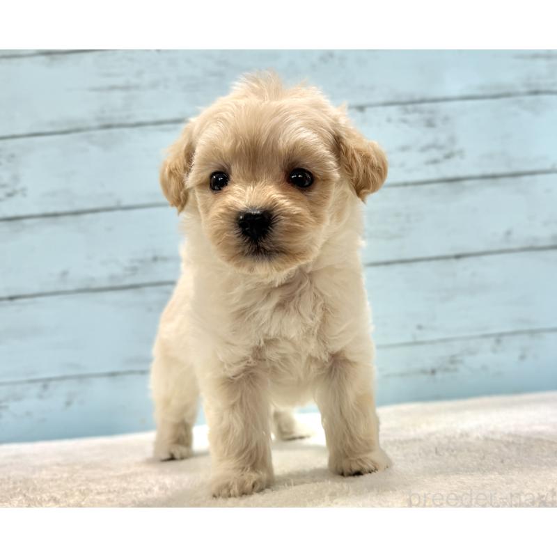 販売中の千葉県のマルプー:マルチーズ×トイプードル-432338の17枚目