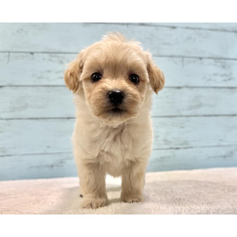 販売中の千葉県のマルプー:マルチーズ×トイプードル-432338の16枚目