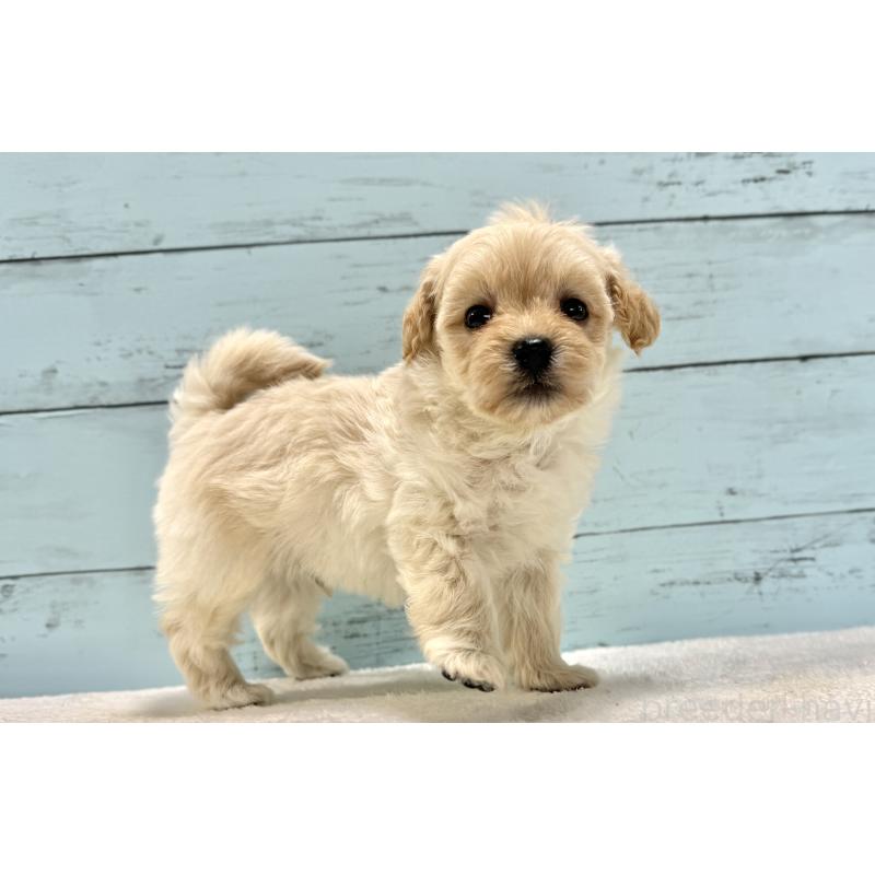 販売中の千葉県のマルプー:マルチーズ×トイプードル-432338の15枚目