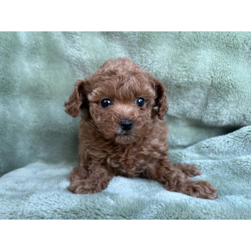 販売中の東京都のトイプードル-434391の4枚目