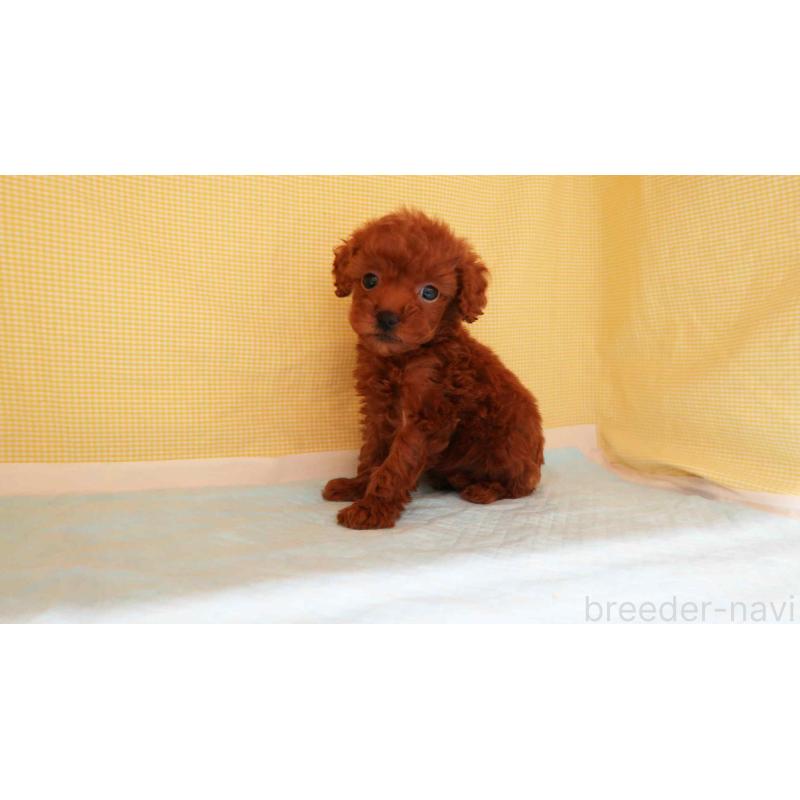 販売中の東京都のトイプードル-434390の3枚目