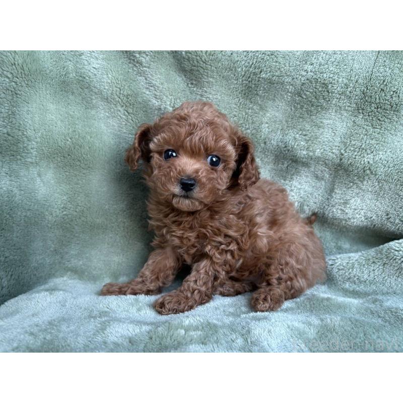 販売中の東京都のトイプードル-434391の3枚目