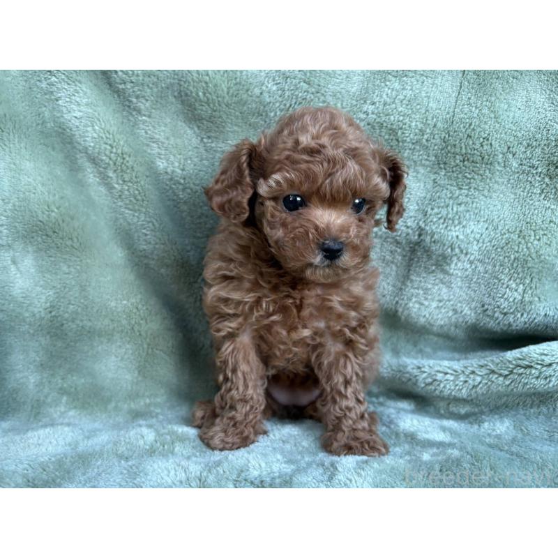 販売中の東京都のトイプードル-434391の2枚目