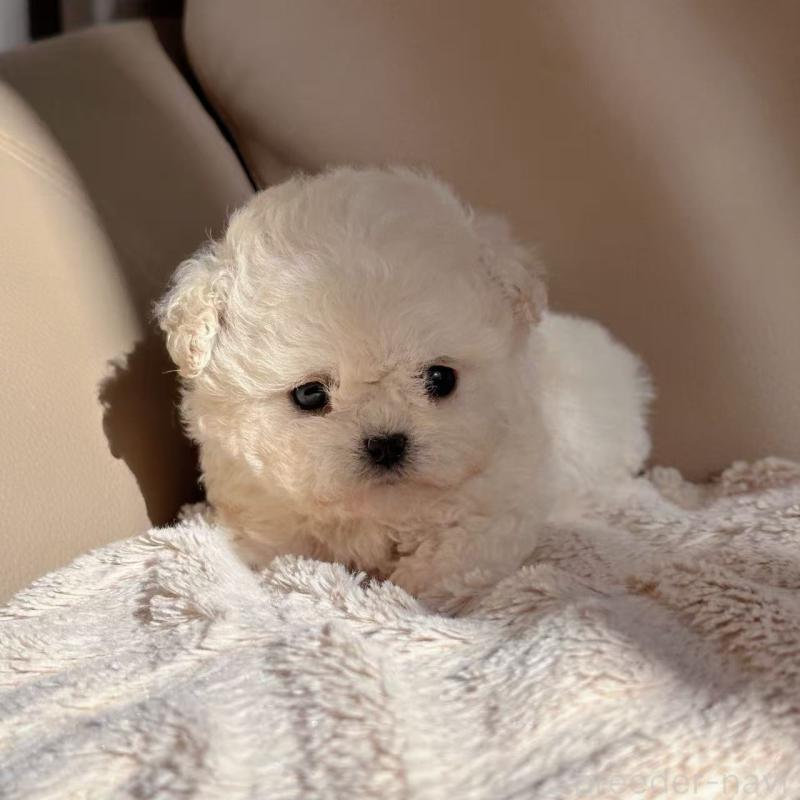 販売中の埼玉県のビションフリーゼ-434394の4枚目