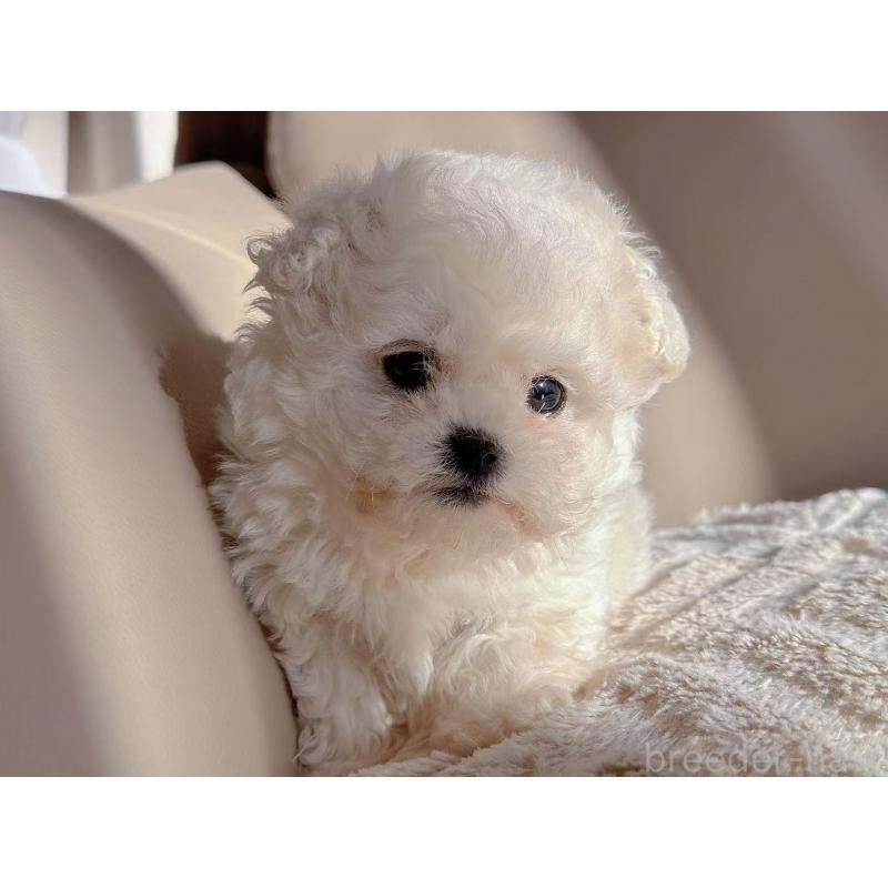 販売中の埼玉県のビションフリーゼ-434394の3枚目