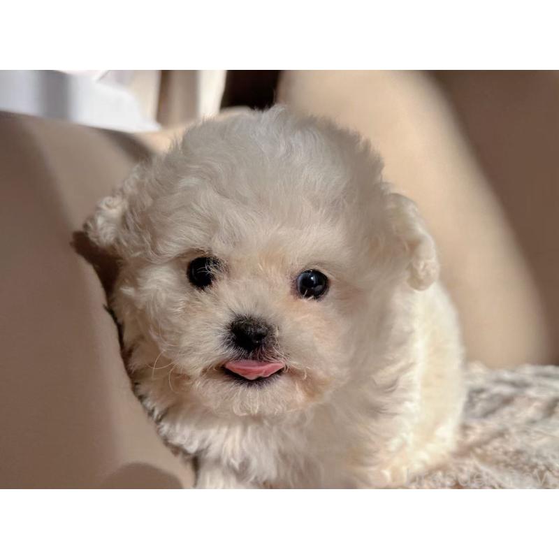 販売中の埼玉県のビションフリーゼ-434394の2枚目