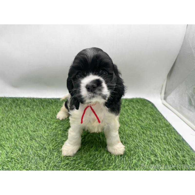 販売中の愛知県のアメリカンコッカースパニエル-434392の5枚目