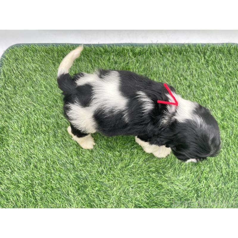 販売中の愛知県のアメリカンコッカースパニエル-434392の3枚目