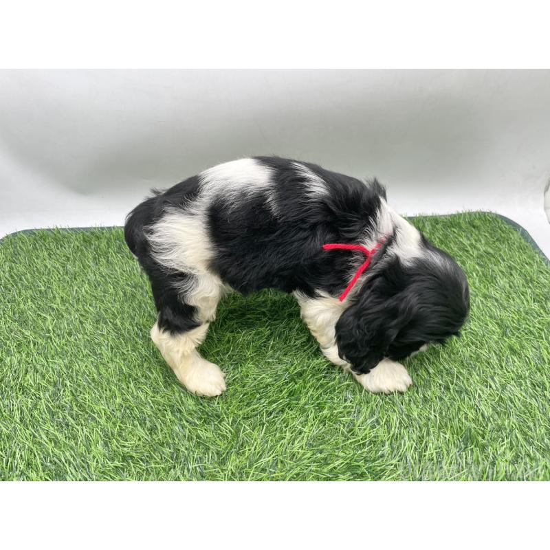 販売中の愛知県のアメリカンコッカースパニエル-434392の2枚目