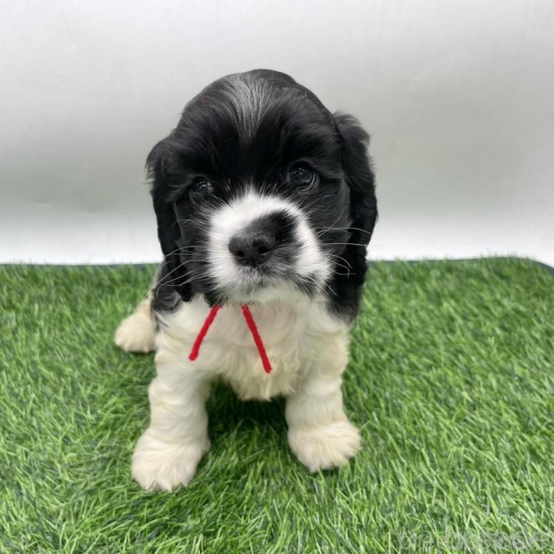 販売中の愛知県のアメリカンコッカースパニエル-434392