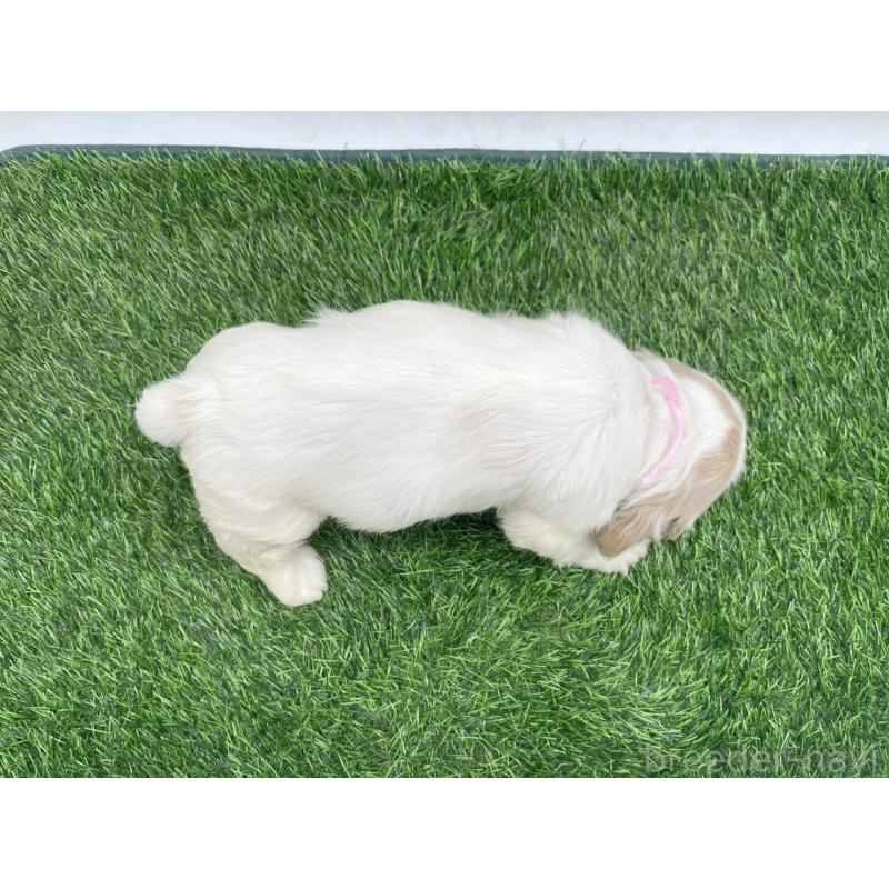 販売中の愛知県のアメリカンコッカースパニエル-434395の4枚目