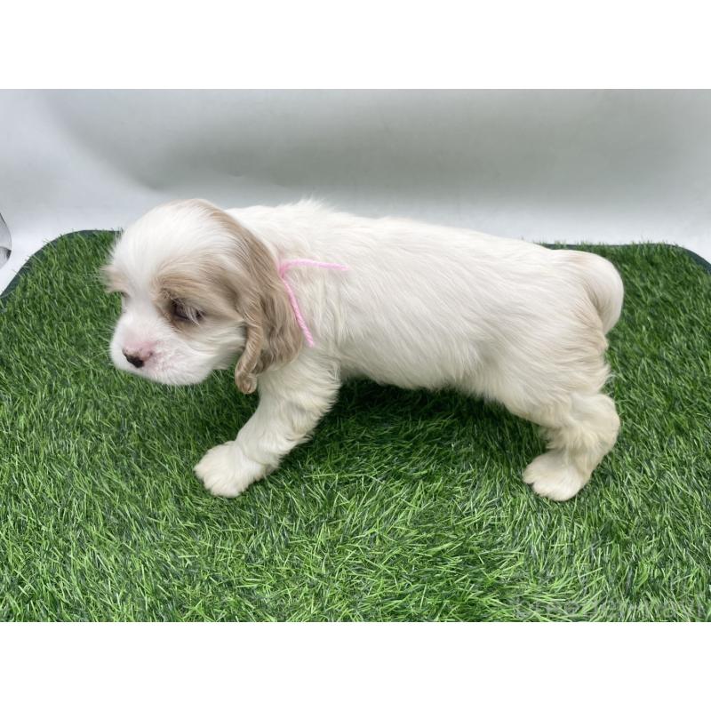 販売中の愛知県のアメリカンコッカースパニエル-434395の2枚目