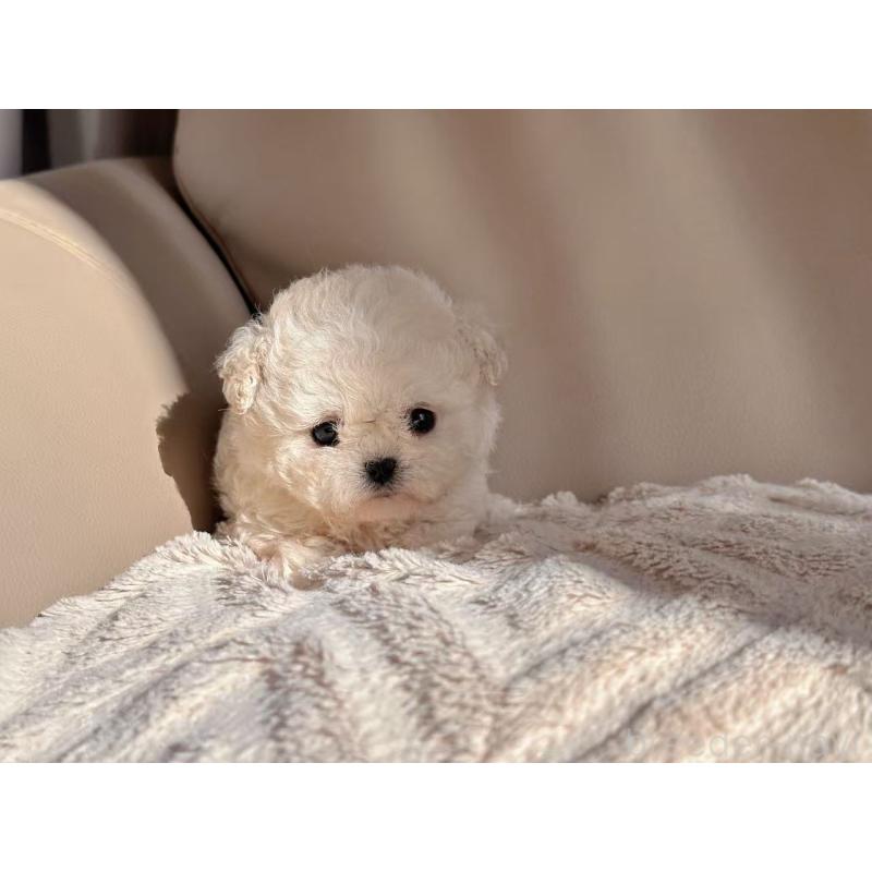 販売中の埼玉県のビションフリーゼ-434396の3枚目