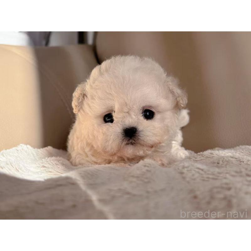 販売中の埼玉県のビションフリーゼ-434396の2枚目