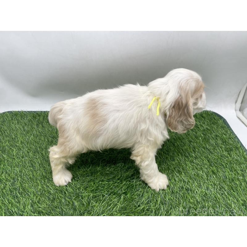 販売中の愛知県のアメリカンコッカースパニエル-434397の4枚目