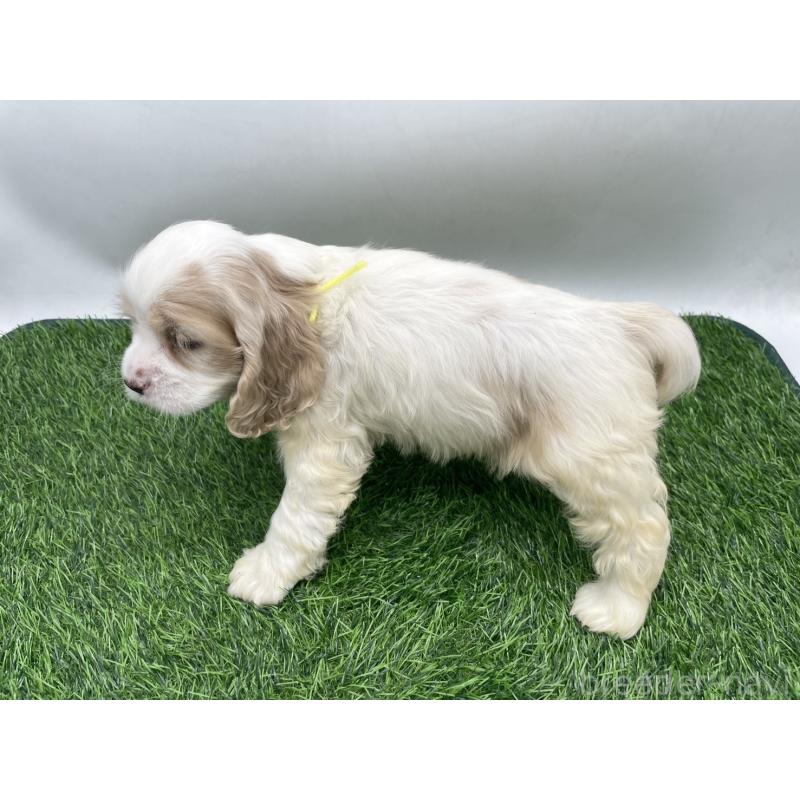 販売中の愛知県のアメリカンコッカースパニエル-434397の3枚目