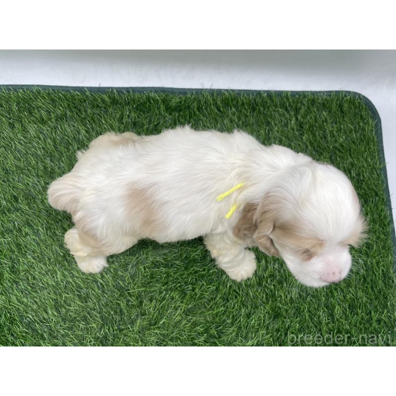 販売中の愛知県のアメリカンコッカースパニエル-434397の2枚目