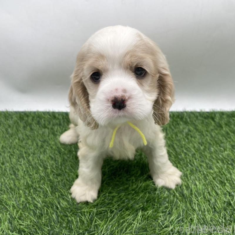 販売中の愛知県のアメリカンコッカースパニエル-434397