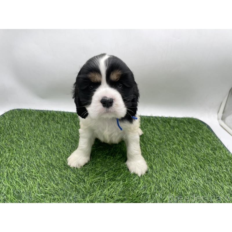 販売中の愛知県のアメリカンコッカースパニエル-434399の5枚目