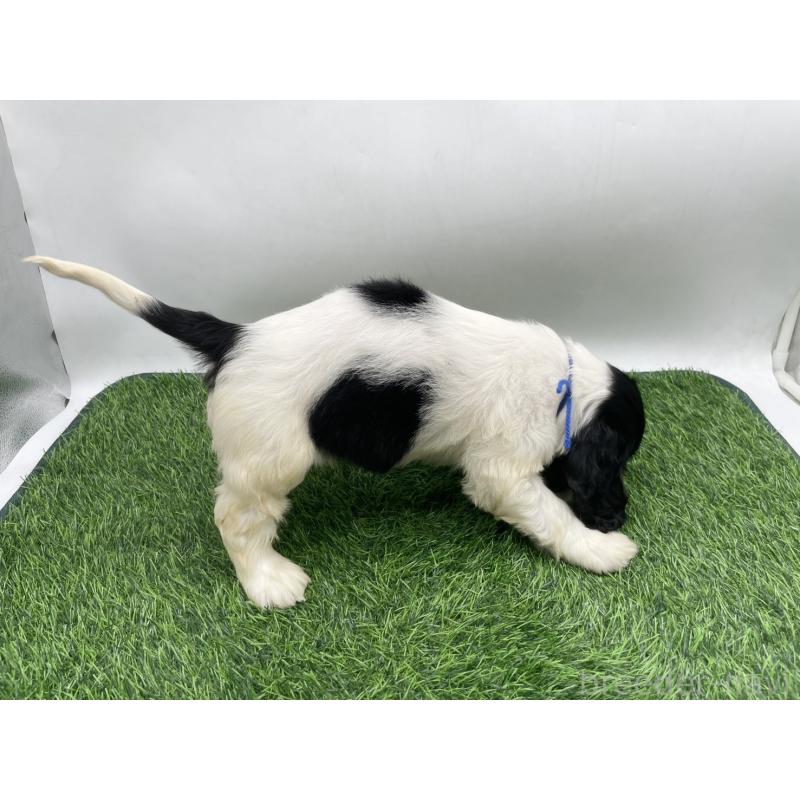 販売中の愛知県のアメリカンコッカースパニエル-434399の4枚目