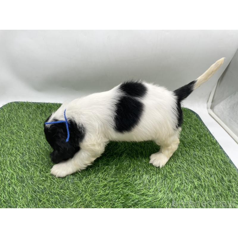 販売中の愛知県のアメリカンコッカースパニエル-434399の3枚目