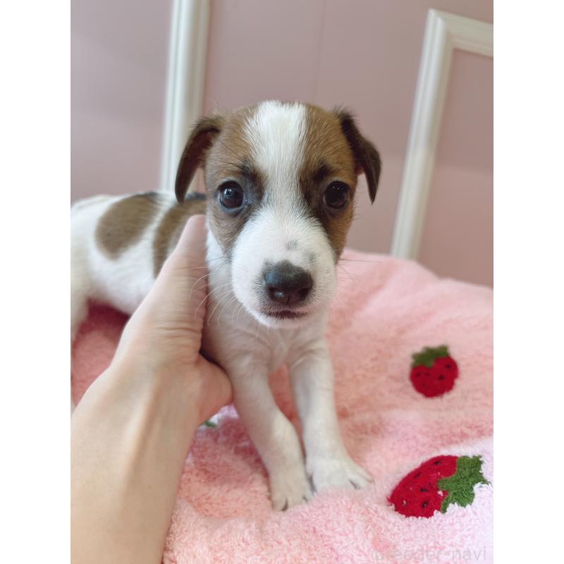 商談中の広島県のジャックラッセルテリア-430125の2枚目