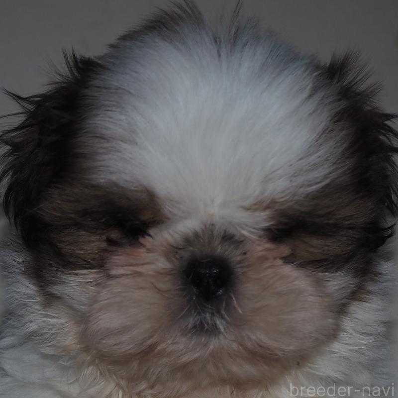 販売中の山梨県のシーズー-434412の12枚目