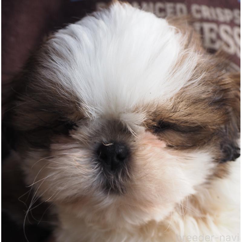 販売中の山梨県のシーズー-434412の11枚目