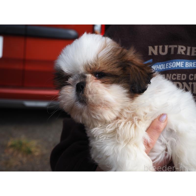 販売中の山梨県のシーズー-434412の10枚目