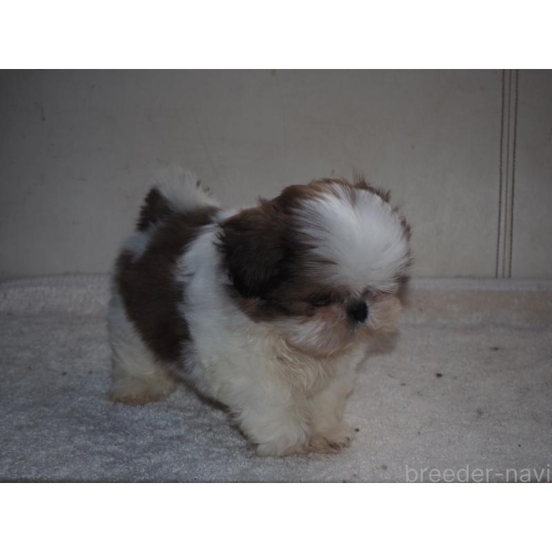 販売中の山梨県のシーズー-434412の9枚目