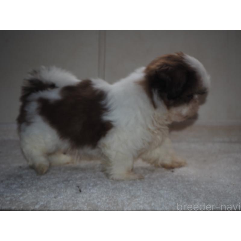 販売中の山梨県のシーズー-434412の8枚目